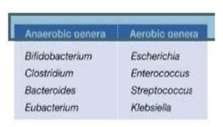 <ul><li><p>meeste zijn anaeroob</p></li><li><p>facultatieve anaeroben = zowel leven/groeien met zuurstof of zonder</p></li><li><p>aerobe bacteriën: mond, neus, oren</p></li></ul><p></p>