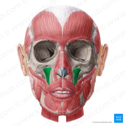 <p>Draws lip up and toward midline</p>