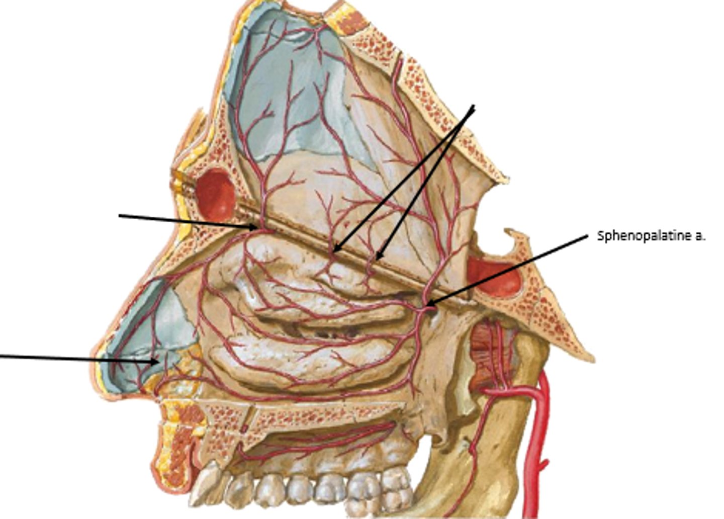 <p>sphenopalatine artery</p>