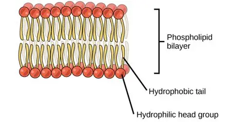 <p>describe the role of phospholipids&nbsp;</p>