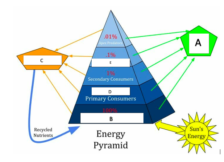 <p>In the picture below, how much available energy is transferred to the primary consumers?</p>