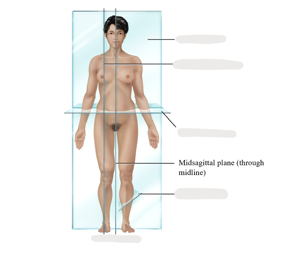 <p>cuts in midline:in half</p>