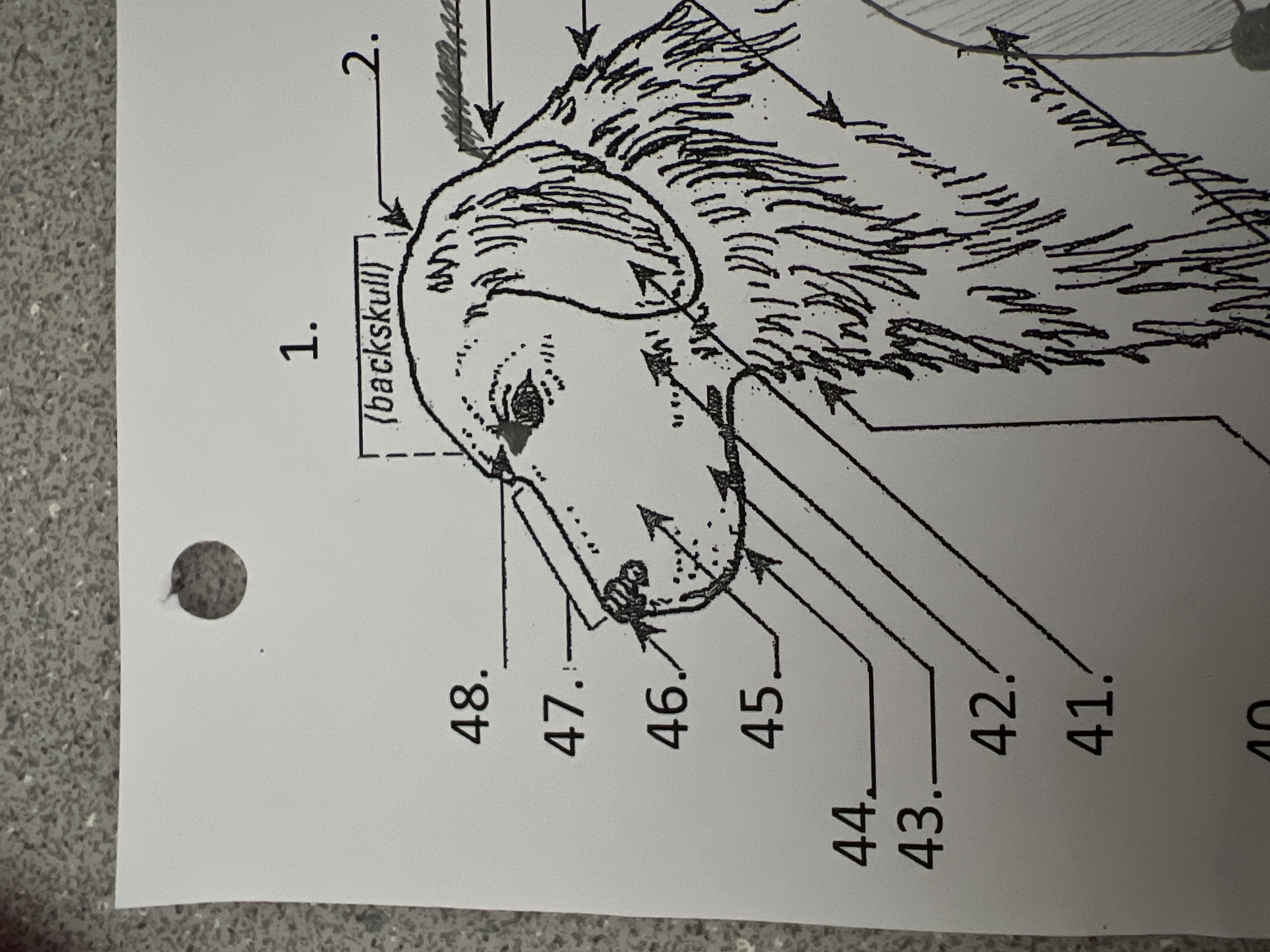 
44. \
