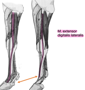 <ul><li><p><u>Pfd </u>: M. = relativement faible, branches soutien de Fascia profunda</p><ul><li><p>A : 3e phalanx proximalis (fesselbein)</p></li></ul></li><li><p><u>Rd </u>: Bien développé, branches soutien (axial/abaxial) M. interosseus medius IV</p><ul><li><p>A : 4e phalanx media (kronbein)</p></li></ul></li></ul><p></p>