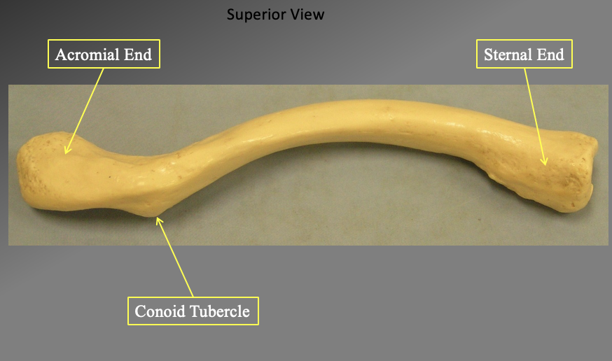 <ul><li><p>The clavicle&nbsp;</p></li></ul><p></p><p>The acromial end</p><ul><li><p>the more flat ide (cant be seein in this section but is flat like a soon</p></li></ul><p></p><p>The sternal end</p><ul><li><p>connects to your sternum… slightly rounded (more medial)</p></li></ul><p></p><p>The conoid tubercle</p><ul><li><p>found inferiorly</p></li></ul><p></p><ul><li><p>its in a supperior view</p></li></ul><p></p>
