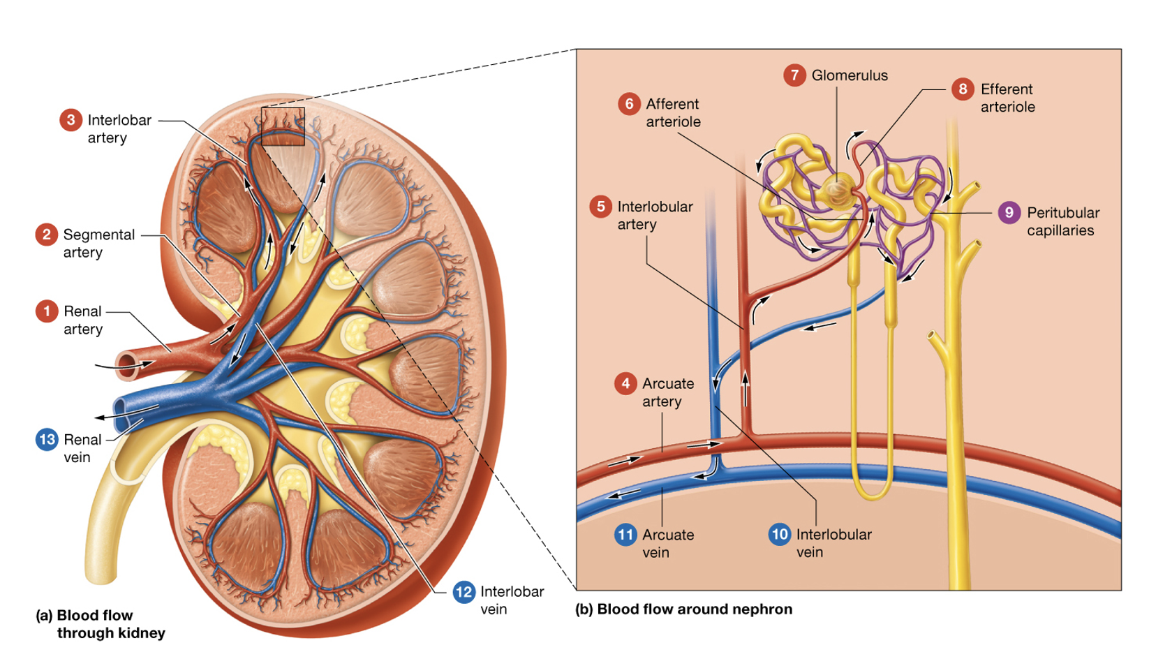 <p>Renal artery → segmental artery → inter<strong>lobar</strong> artery → arcuate artery → inter<strong>lobular</strong> artery → <strong>a</strong>fferent arteriole → glomerulus → <strong>e</strong>fferent arteriole → peritubular capillaries → inter<strong>lobular</strong> vein → arcuate vein → inter<strong>lobar</strong> vein → renal vein</p>