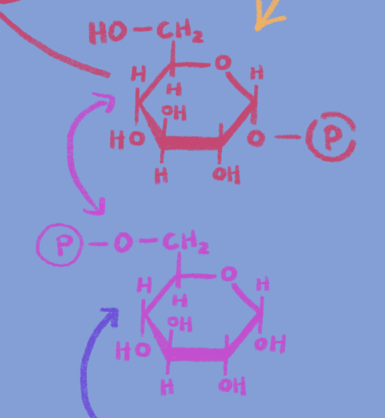 <p>Which enzyme is responsible for this conversion (forward and backward?)</p>