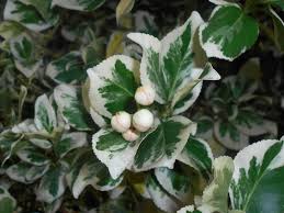 <p><span>Euonymus fortunei cv. / Wintercreeper</span></p>