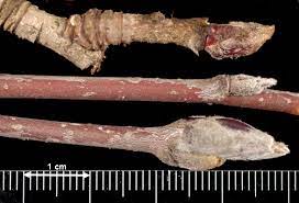 compound leaf, serrated

large fuzzy bud

shade intolerant, weak wooded, and short lived

vibrant fruit

commonly seen sapsucker damage and sawfly damage