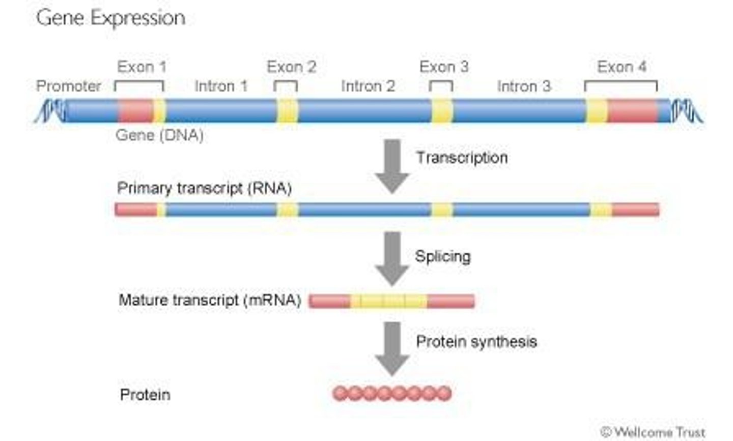<p>A process that allows for the production of different mRNAs from a single pre-mRNA, leading to multiple proteins from one gene.</p>