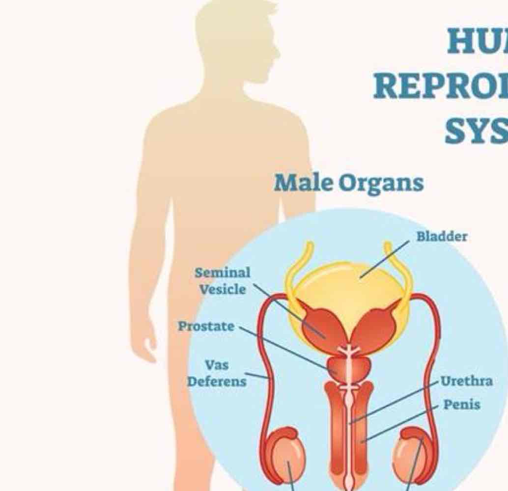 <p>In regards to male organs…</p><ul><li><p>testes secrete what 2 things?</p></li><li><p>prostate gland produces and expels what?</p></li><li><p>vas deferens for transport of semen from where?</p></li><li><p>secondary sex characteristics</p></li><li><p>metabolic support</p></li></ul>