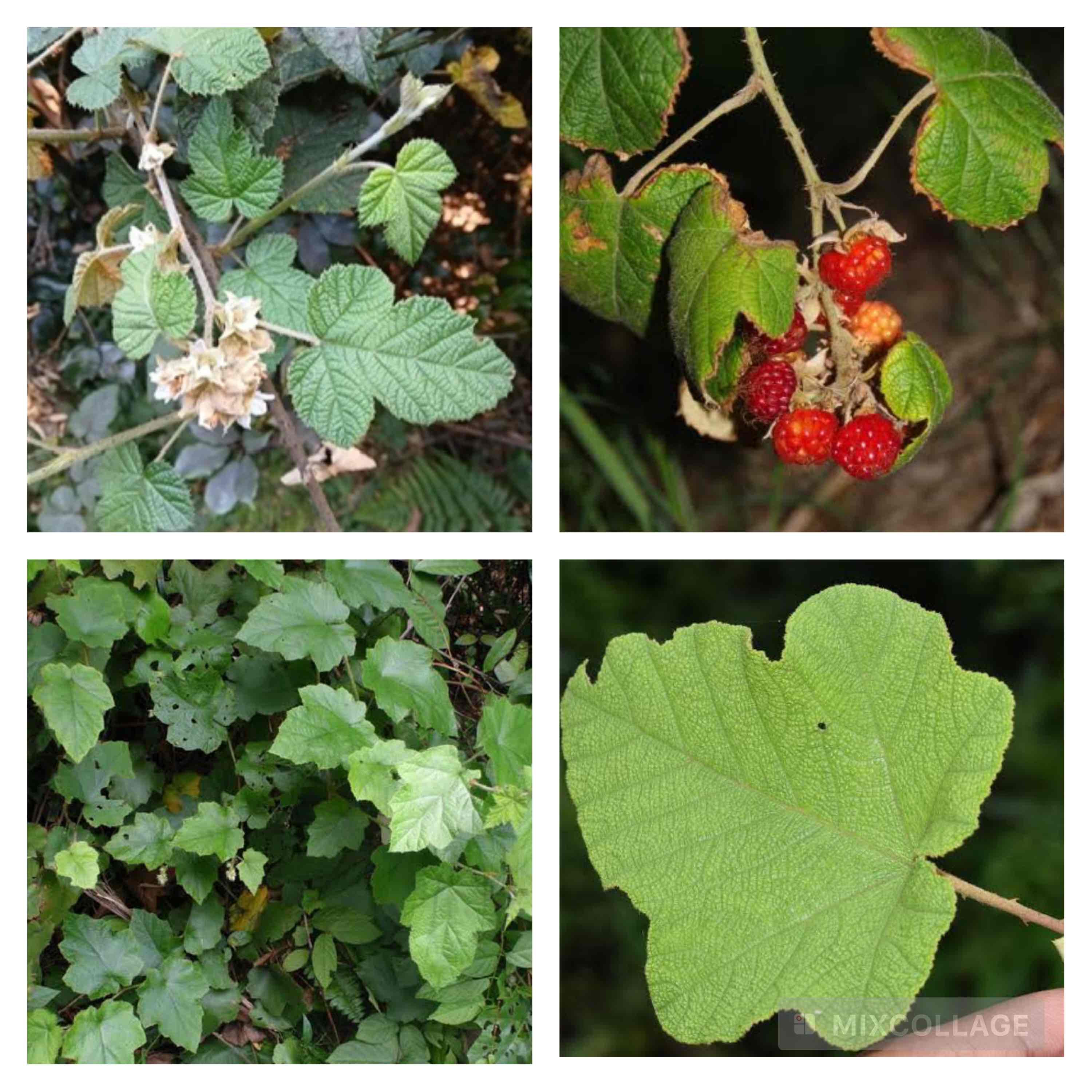 <p>Native raspberry / broad-leafe bramble</p>