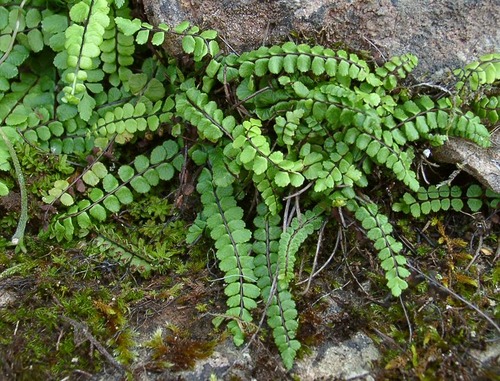 Euphyllophytes and Lycophytes