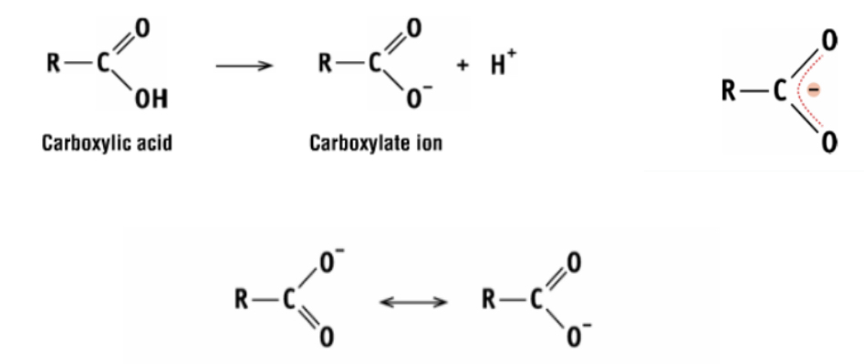 <p>the two carbon-oxygen bonds are equal length. the carboxylate ion is so stable it makes the carboxylic acid want to lose its proton</p>