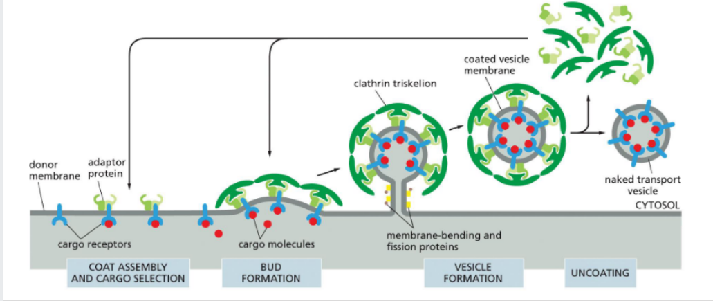 <p>mediate cargo selection and recruit clathrin to initiate vesicle formation.</p><p><span data-name="small_blue_diamond" data-type="emoji">🔹</span> Key Functions</p><ol><li><p><strong>Cargo Selection</strong></p><ul><li><p>Bind to cargo receptors that recognize specific transport signals</p></li><li><p>Ensure only selected molecules are packaged into vesicles</p></li></ul></li><li><p><strong>Clathrin Recruitment</strong></p><ul><li><p>Anchor clathrin to the membrane, initiating coat assembly</p></li></ul></li><li><p><strong>Example: AP2 Complex</strong></p><ul><li><p>Recognizes phosphorylated phosphatidylinositol lipids in the membrane</p></li><li><p>Undergoes conformational change to expose cargo receptor binding sites</p></li><li><p>Facilitates membrane curvature and clathrin polymerization into a basket-like structure</p></li></ul></li><li><p><strong>Coincidence Detection</strong></p><ul><li><p>AP2 activation requires simultaneous recognition of both lipid and cargo signals</p></li><li><p>Ensures vesicle formation only occurs at the correct membrane domain</p></li></ul></li></ol><p><br></p>