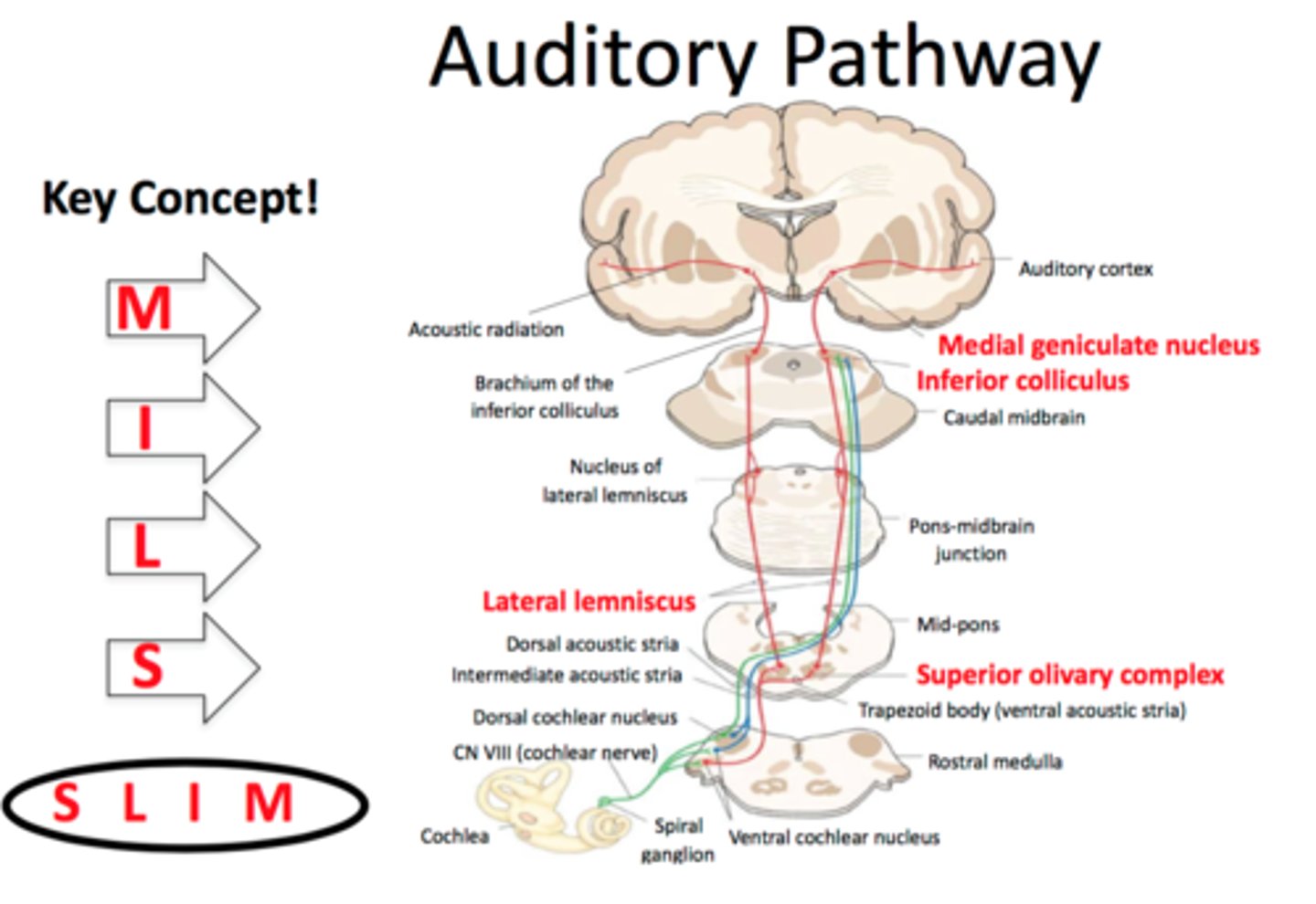 <p>1. Enters the spinal cord and ascends ipsilaterally in the dorsal columns.</p><p>2. Decussates (crosses) in the medulla.</p><p>3. Travels to the ventral posterior nucleus (VPN) of the thalamus.</p><p>4. Projects to the primary somatosensory cortex</p><p>- funciton: integrates auditory and spatial infromation </p>