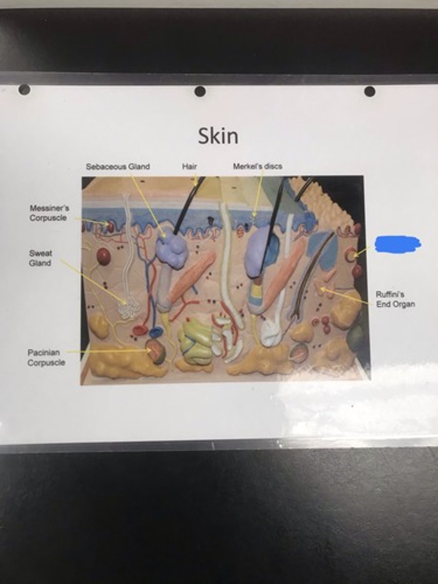 <p>Label the structure covered in blue ink and give a function</p>