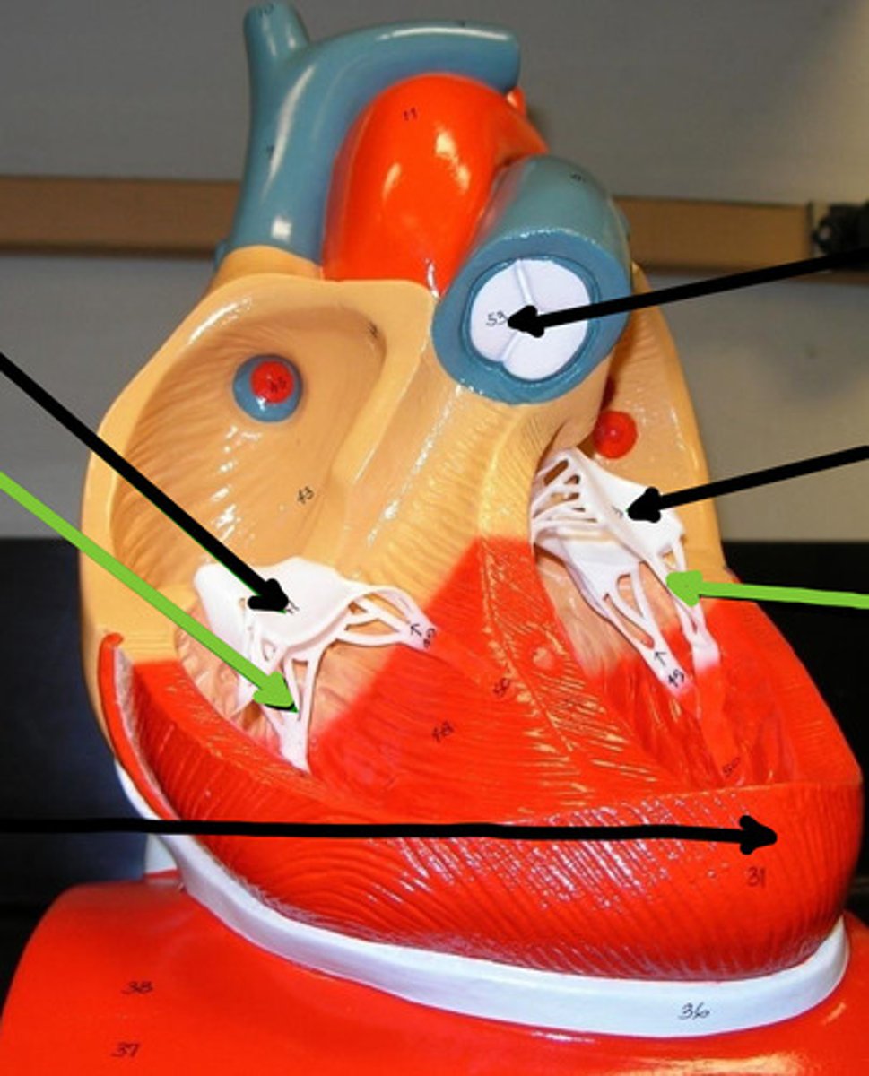 <p>Name structure and function</p>