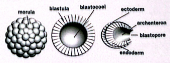 <p><strong>Zygote → Morula → Blastula → Gastrula</strong><br>The union of male and female gametes produces a zygote. The zygote undergoes many cleavages, or divisions, first forming a morula, a solid ball of cells. The next stage in embryonic development is the blastula, which is a hollow ball of cells. The blastula invaginates to form a gastrula with three germ layers: the endoderm, mesoderm, and ectoderm (moving outwards from the inside).</p>