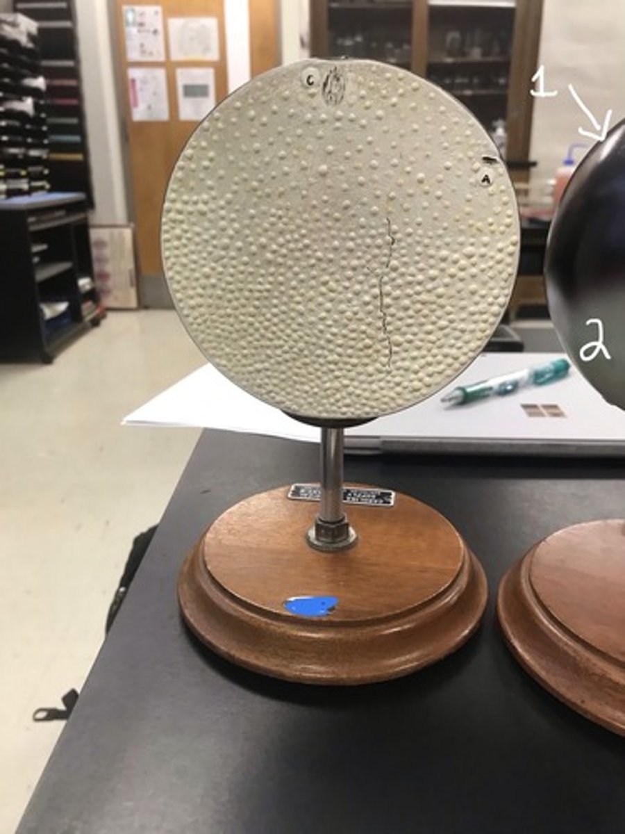 <p>For the following model, give the following:</p><p>1) stage of embryonic development</p><p>2) meiotic stage of the egg before sperm nucleus combines with the egg</p><p>3) structures in numerical order</p>