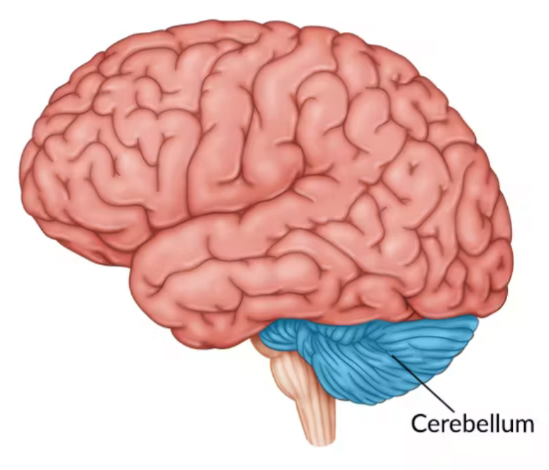 <p>Coordinates muscle and balance. Involved in procedural learning (learning tasks that become automatic like riding a bicycle). Located beneath the occipital lobe at the back of the brain.</p>