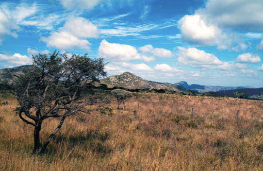 <ul><li><p>warm</p></li><li><p>semiarid regions</p></li><li><p>seasonal rainfall (wet + dry season)</p></li><li><p>high NPP</p></li><li><p>drought resistant plants (shrubs and trees)</p></li><li><p>fire-maintained ecosystem</p><ul><li><p>diversity of herbivores that graze on vegetation</p></li></ul></li></ul><p></p>