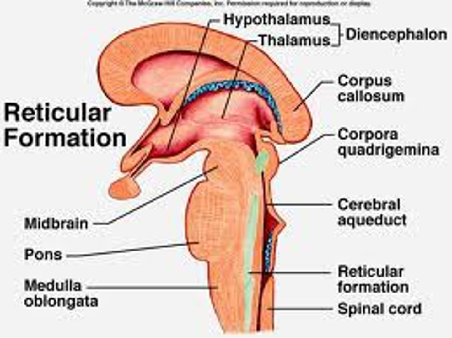 <p>the base of the brainstem; controls heartbeat and breathing.</p>