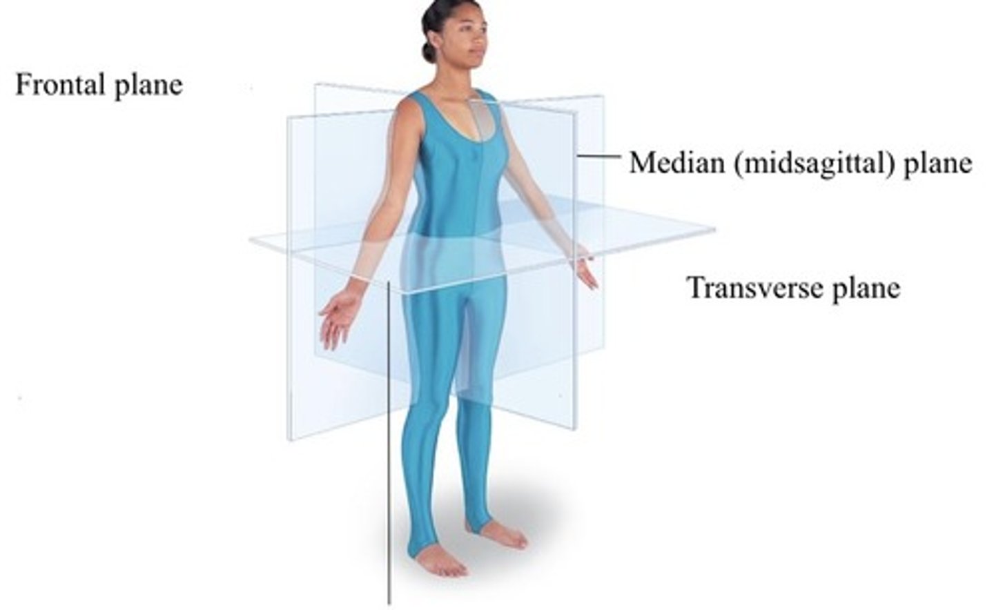 <p>1. Sagittal</p><p>2. Frontal</p><p>3. Transverse</p>