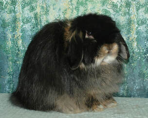 <p>Breed:<br>Showroom Classification:<br>Class:</p>