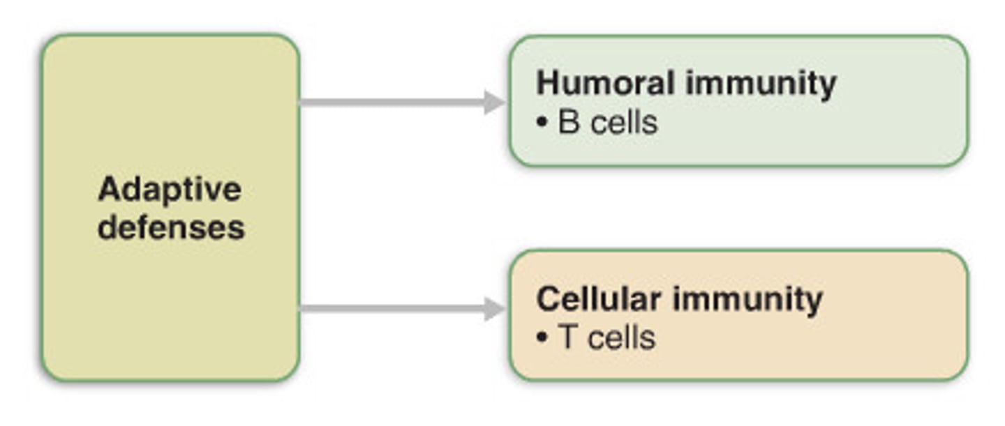 <p>a specific response by the immune system to a given pathogen</p>