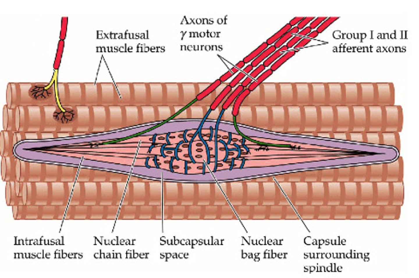 <p><strong>the ends</strong> contract and are innervated by gamma motor neurons</p><p><strong>central region</strong> has no myofibrils and is surrounded by sensory nerve endings that stimulate by stretch. </p>