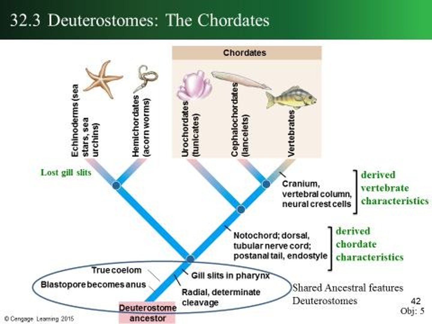 <p>A phylum that includes all chordates.</p>