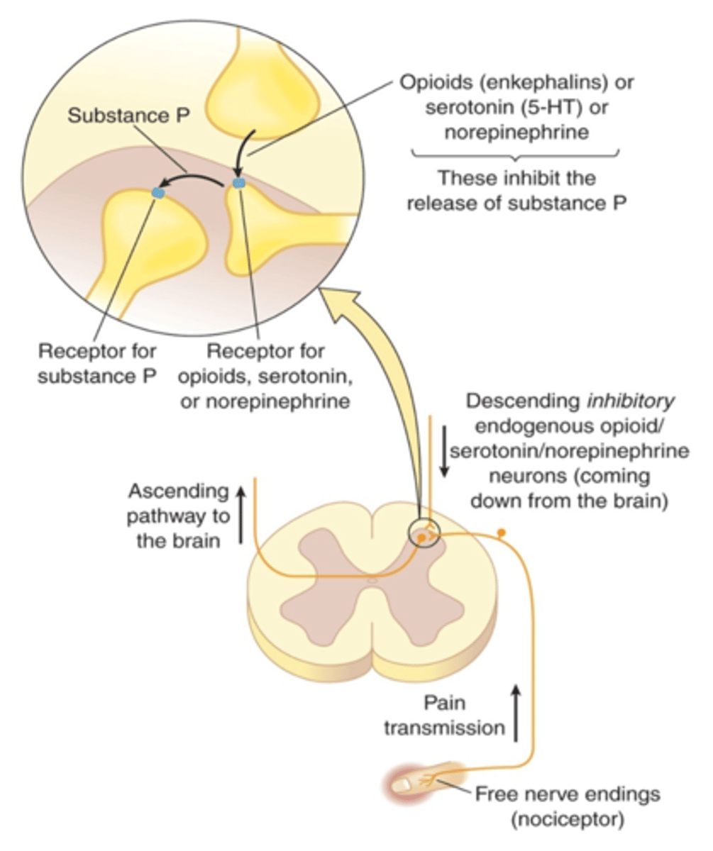 <p>- dynamics: opioid (mu, kappa, delta) receptor agonist</p><p>- inhibiting substance P</p><p>- release more drug = more receptors bound</p>
