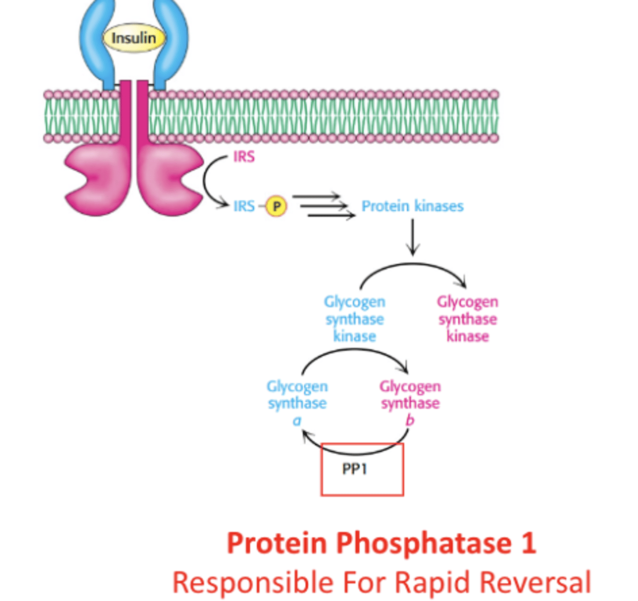 <p>PP1 is responsible for rapid reversal of phosphorylation, turning glycogen phosphorylase OFF and glycogen synthase ON.</p>
