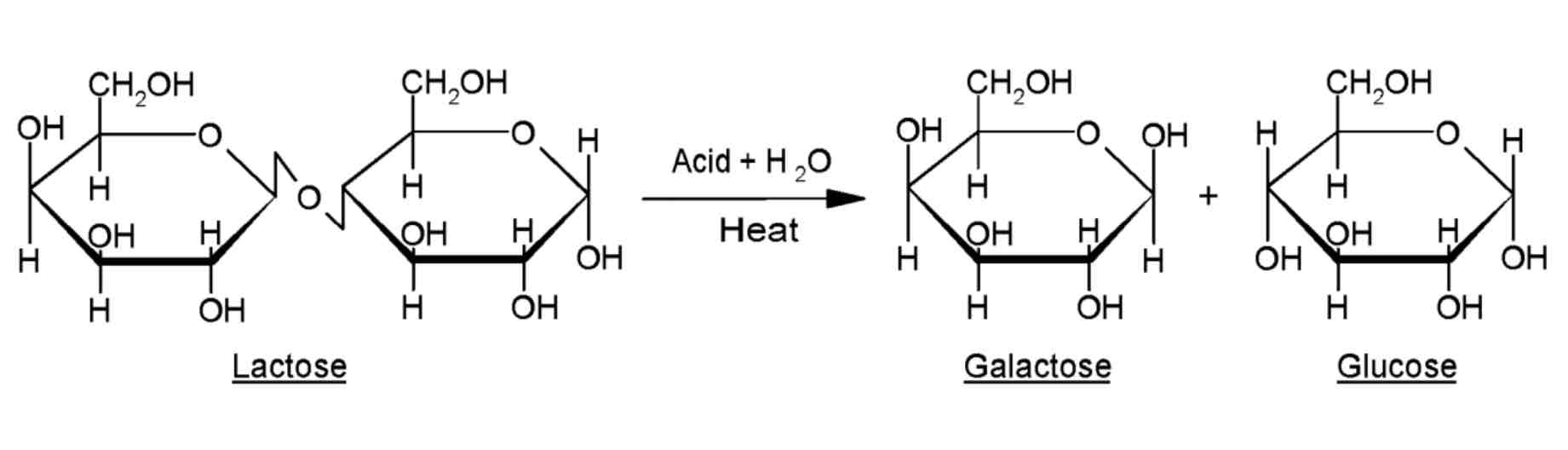 <p>The reaction below shows the disaccharide lactose being hydrolysed. The glycosidic bond is broken and the monosaccharides glucose and galactose are formed.</p><p>The alternate monosaccharide is flipped so that the OH groups are parallel and can react with one another.</p>