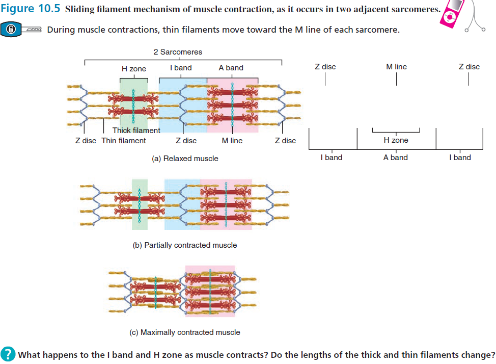 <ul><li><p><span>Up until this point, the activation process for all types of contraction (isometric, concentric and eccentric) is the <strong>same</strong>. However, once <strong>excitation-contraction coupling occurs</strong>, the process for each <strong>contraction type changes slightly</strong>. We are just going to look at the mechanisms that occur in a muscle fibre during an </span><em>isotonic concentric contraction. </em><span>This mechanism is called the </span><strong>sliding filament mechanism</strong></p></li><li><p><span>The sliding filament mechanism involves the <strong>thin filaments sliding along the thick filaments</strong>. This occurs because the <strong>myosin heads of the thick filaments 'walk' along the thin filaments</strong>, <strong>pulling them closer to the centre of the sarcomere</strong>. This process causes the <strong>Z-discs to be pulled towards the M-line</strong>, <strong>shortening the overall length of the sarcomere</strong></span></p></li></ul><p></p>