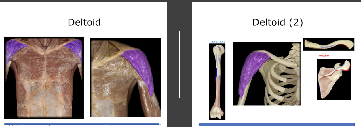 <p>Makes up the flesh of the shoulder abducts the upper arm, an important synergist in flexion and extension of the upper arm</p>