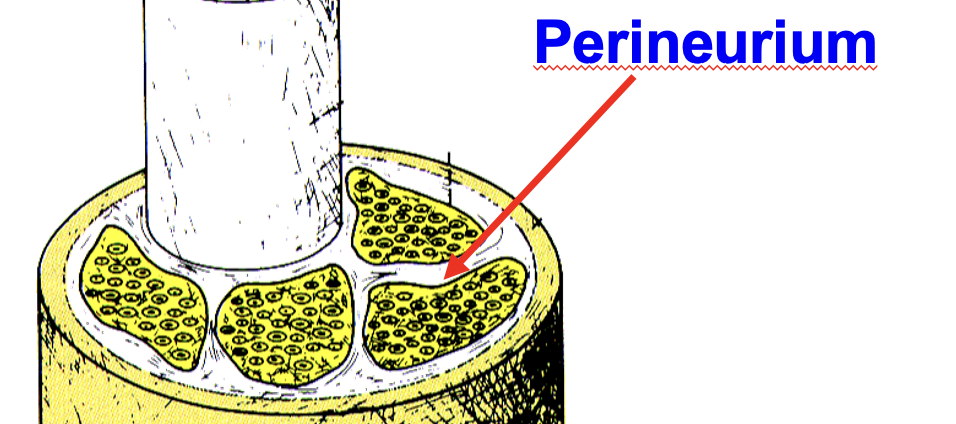 <p>multiple bundles are grouped together by this connective tissue sheath</p>