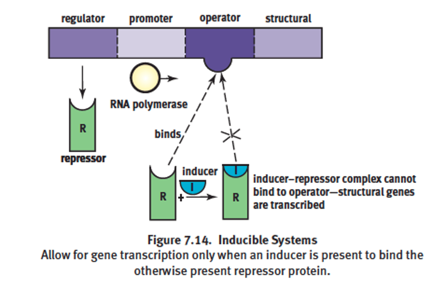 <p>- repressor binds blocking RNAP bind to promoter = reduces transcription avidity = negative control</p><p>- competitive inhibition = remove repressor by adding more inducers</p><p>- example: Lac operon system</p><p>-goes by positive control mechanism</p><p>-bound by a repressor under normal conditions</p><p>-can be turned on by an inducer pulling the repressor from the operator site</p>