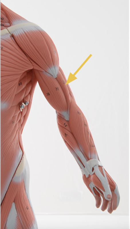 <p>brachialis m.</p><p>O: <span>anterior distal humerus</span><br>I: Coronoid process of the ulna<br>A: elbow flexion<br>N: Musculocutaneous n. and radial n. </p>