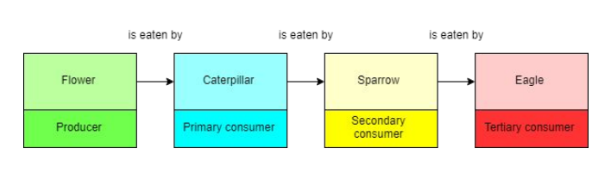 <p>Food chains show the feeding relationships of different organisms and the flow of energy between them.</p>