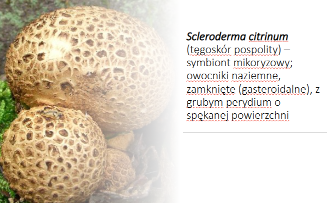<p>Scleroderma citrinum</p><p>Gr.: BASIDIOMYCOTA</p><p>Podgr.: AGARICOMYCOTINA</p><p>Kl.: Agaricomycetes</p><p>Rz.: Boletales</p>
