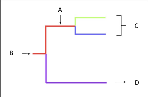 <p>There are four features (labeled A, B, C, and D) on the cladogram shown below. Name and briefly describe each of the four features in the space below. What feature is C? </p><ul><li><p>Root – last common ancestor of all organisms in a cladogram</p></li><li><p>Node – last common ancestor of organisms on this branch/part of tree</p></li><li><p>Leaf/Tip/Organism – individual species/organism</p></li><li><p>Time/distance scale – the measurement of divergence in either sequence differences or time</p></li><li><p>Clade – group of related organisms</p></li></ul><p></p>