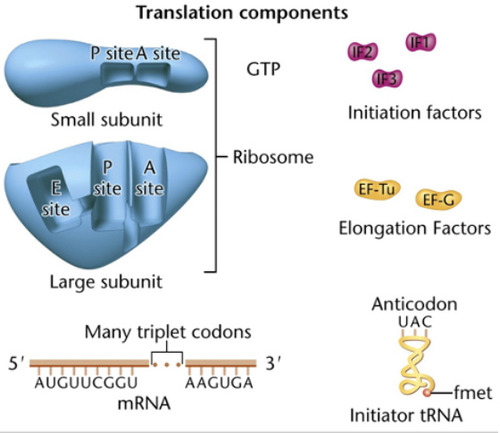 <p>Amino-acyl tRNA site; the site on a ribosome where the tRNA can enter the ribosome.</p>