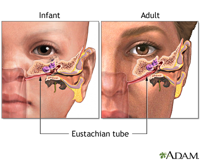 <p>eustachian tube</p>