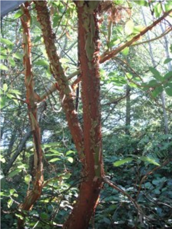 term image