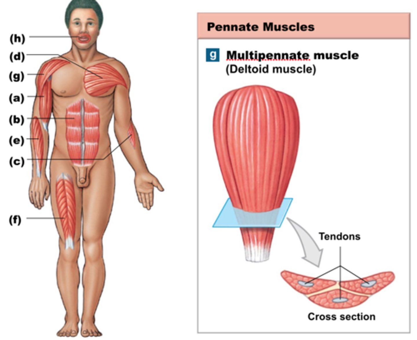 <p>-Form an oblique angle to the tendon of the muscle</p><p>-The tendon branches within the muscle</p><p>-Deltoid muscle</p>