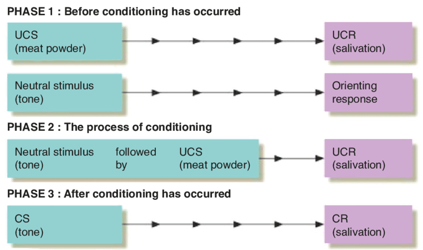 <p>organism associates a neutral stimulues(NS) with a conditioned response(CR)</p>