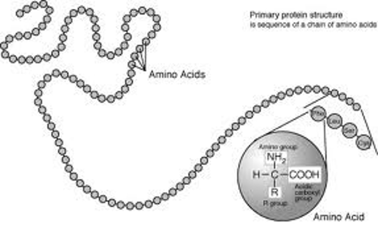 <p>This is the name given to the sequence of amino acid monomer units, or residues of which a compound is composed.</p>