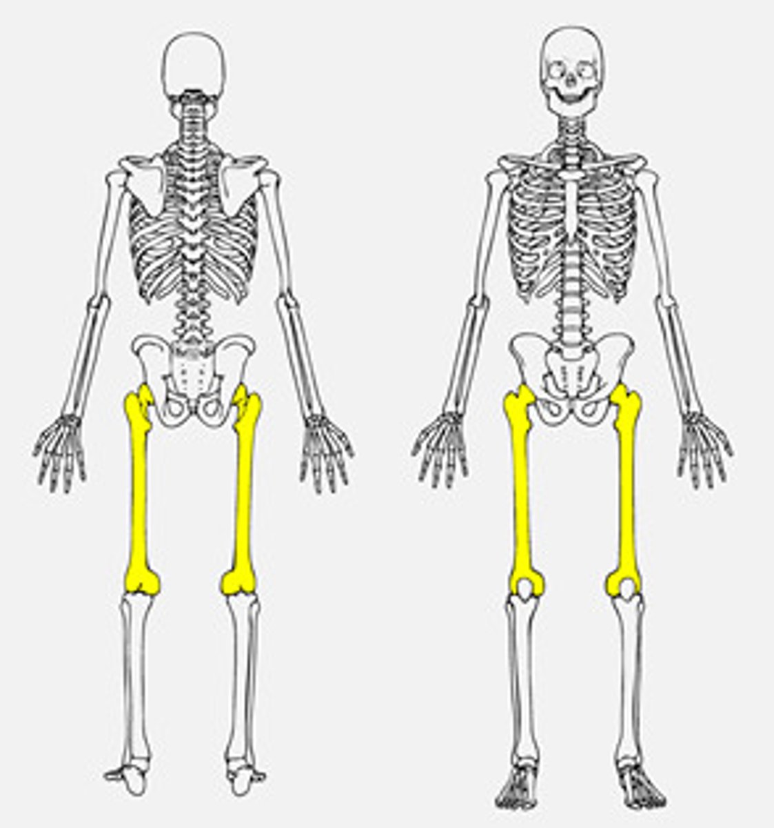 <p>thigh bone</p>